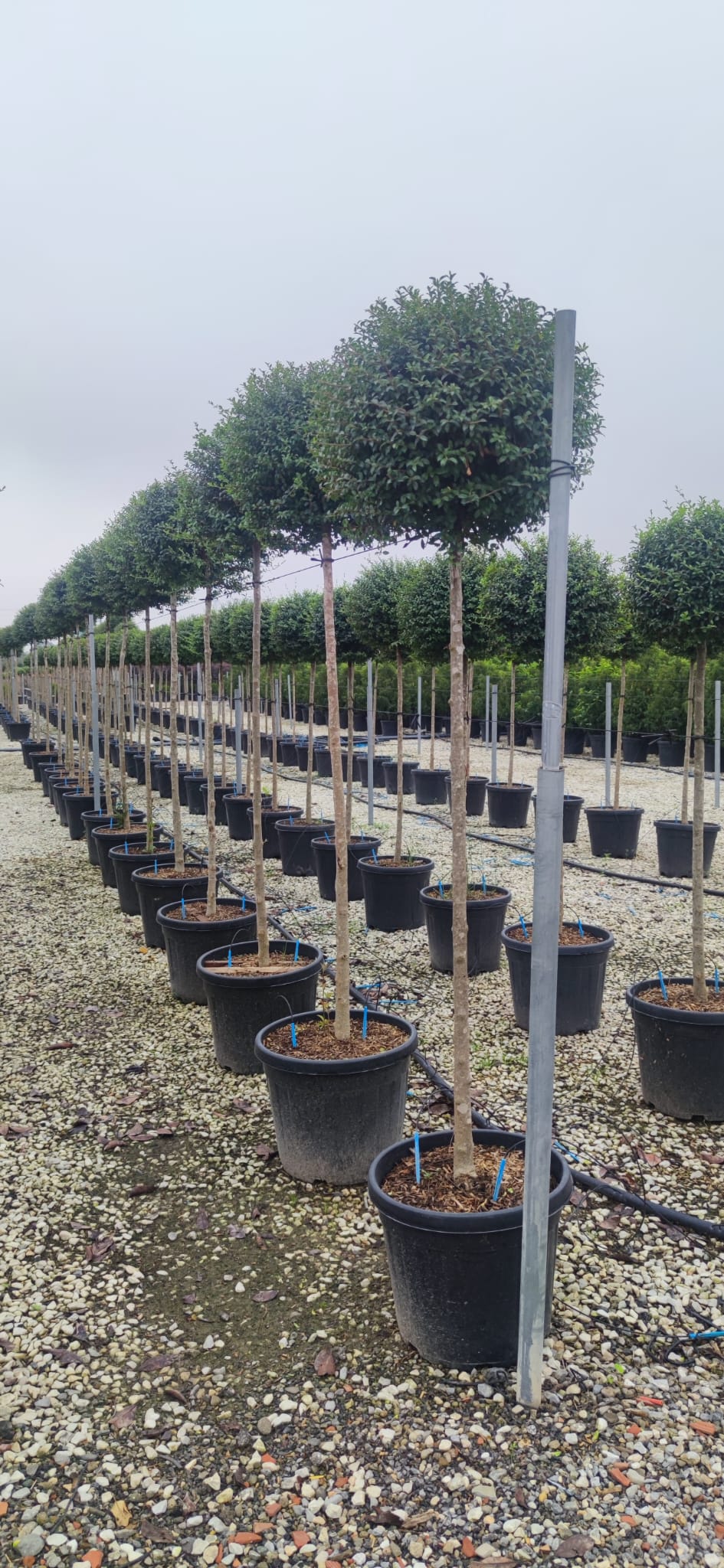 Seagrave Nurseries Privet Ball Lollipop Ligustrum Joandrum 170cm